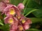 Closeup pink boat orchid flower in garden with blur background