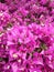 Closeup on a pink Bougainvillea bush