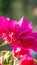 Closeup of pink bougainvillea flower