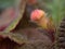 Closeup pink bud flower in garden with rain drops and blurred background ,leaves in nature ,sweet color