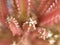 Closeup pink cactus plant with soft focus
