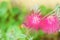 Closeup of pink Calliandra grandiflora growing outdoor