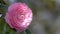 Closeup of pink Camellia japonica flower