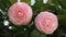 Closeup of pink Camellia sasanqua