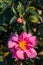 Closeup of pink camellia sasanqua flower