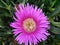 closeup of pink Carpobrotus edulis flower