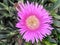 Closeup of pink Carpobrotus edulis flower