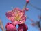 Closeup pink cherry blossoms sakura japan , macro image sweet color