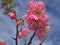Closeup pink cherry blossoms sakura japan , macro image sweet color