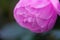 Closeup pink China rose in light blue background
