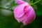 Closeup pink China rose in light green background