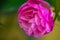 Closeup pink China rose in yellow green background