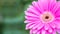 Closeup pink chrysanthemun flower on blurred garden view background with copy space