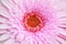 Closeup pink chrysanthemun flower textured background