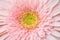 Closeup pink chrysanthemun flower textured background