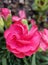 Closeup of pink clove flower. Beauty of nature.