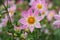 Closeup of a pink collarette dahlia flower