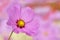 Closeup of pink cosmos flower