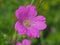 Closeup of a pink cranesbill geranium flower