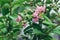 Closeup of pink crape myrtle flower surrounded by green leaves during daylight