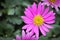 Closeup of a pink Cut Leaf Daisy growing