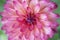 Closeup of pink dahlia flower