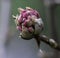 Closeup of Pink Dawn Viburnum Flower Bud