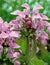 Closeup of Pink Dead Nettle Flowers