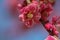 Closeup of pink delicate tree blossoms on a branch outdoors