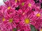 Closeup pink Dendranthema Grandiflorum flower in garden  flowers with soft focus and macro image,sweet color