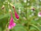 Closeup pink Dierama pulcherrimum, Angel`s fishing rod flowers in garden with blurred background ,macro image ,sweet color