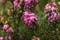 A closeup of the pink Erica flowe in the garden.