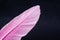 Closeup of a pink feather under the lights isolated on a dark background