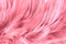 Closeup pink feathers background