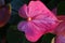 Closeup of pink Flamingo Lily leaf with spadix bud