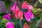 Closeup of pink flamingo spadix flowers,popular houseplant, Tropical plant specie from America