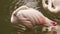 Closeup Pink Flamingo Stands on One Leg Sleeps in Lake