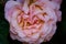 Closeup of a pink floribunda in a field with a dark blurry background