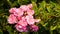 Closeup of a pink Floribunda garden rose bush