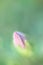 Closeup pink flower buds in green sepal