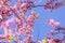 Closeup of pink flower clusters of an Eastern Redbud tree in ful