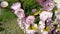 Closeup of pink flower clusters of an flowering plum or flowering almond in full bloom in spring