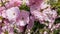 Closeup of pink flower clusters of an flowering plum or flowering almond in full bloom in spring. Light breeze, sunny day