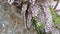 Closeup of pink flower clusters of an Wisteria in full bloom in spring