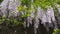 Closeup of pink flower clusters of an Wisteria in full bloom in spring