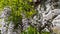 Closeup of pink flower clusters of an Wisteria in full bloom in spring