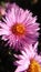 Closeup of pink flower. Crysanthemum