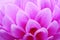 Closeup of pink flower with floral background