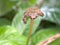 Closeup pink flower in garden with rain drops and blurred background ,leaves in nature ,sweet color