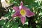 Closeup of pink flower of Hemerocallis fulva in July